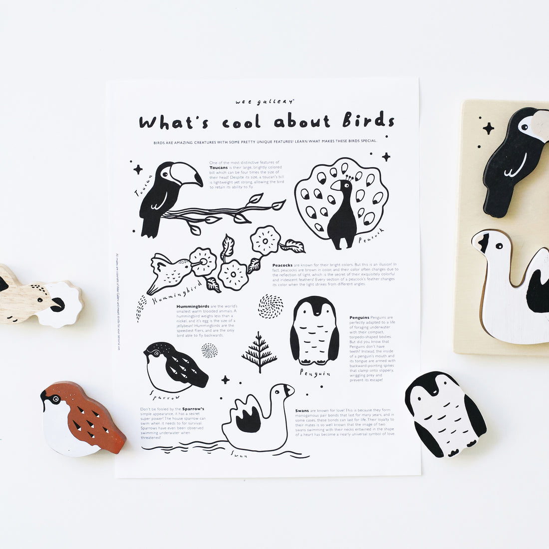 What's Cool About Birds activity sheet Freebies Wee Gallery   